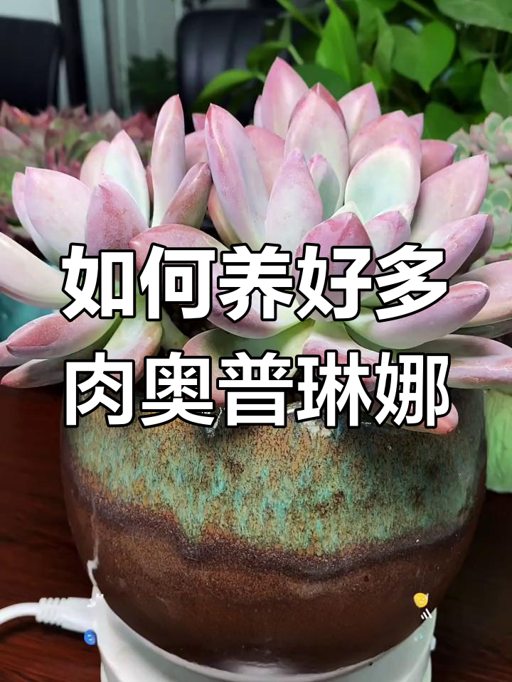 奥普林娜养护全攻略:从土壤到光照,轻松掌握多肉植物管理