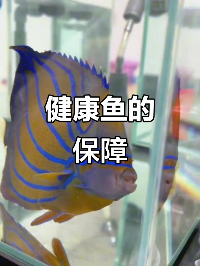 确保每条鱼健康,精心检疫后才能送到你手中