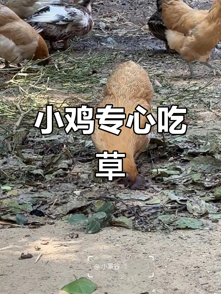 认真吃草的可爱小鸡,萌态十足