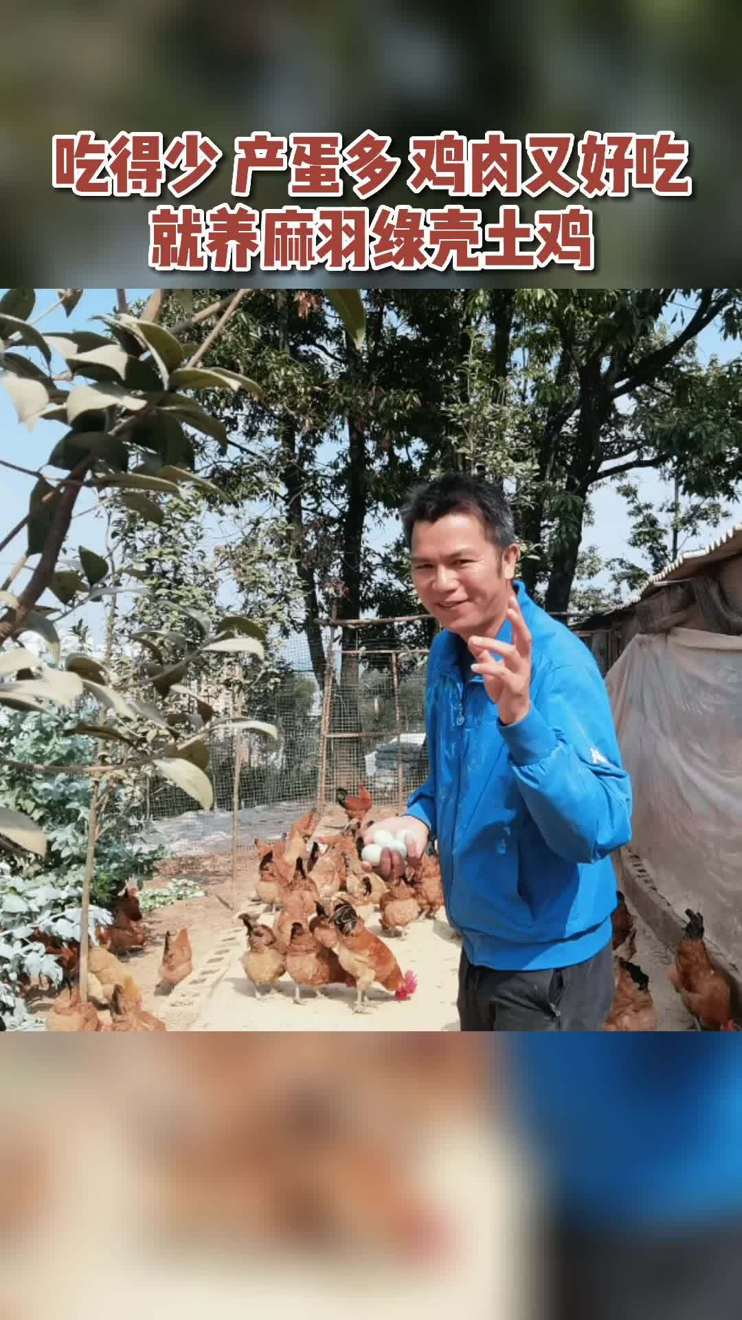 养殖 养鸡 绿壳蛋鸡 麻羽绿壳蛋鸡苗 土鸡 吃得少 产蛋多 鸡肉又好吃,就养麻羽绿壳土鸡