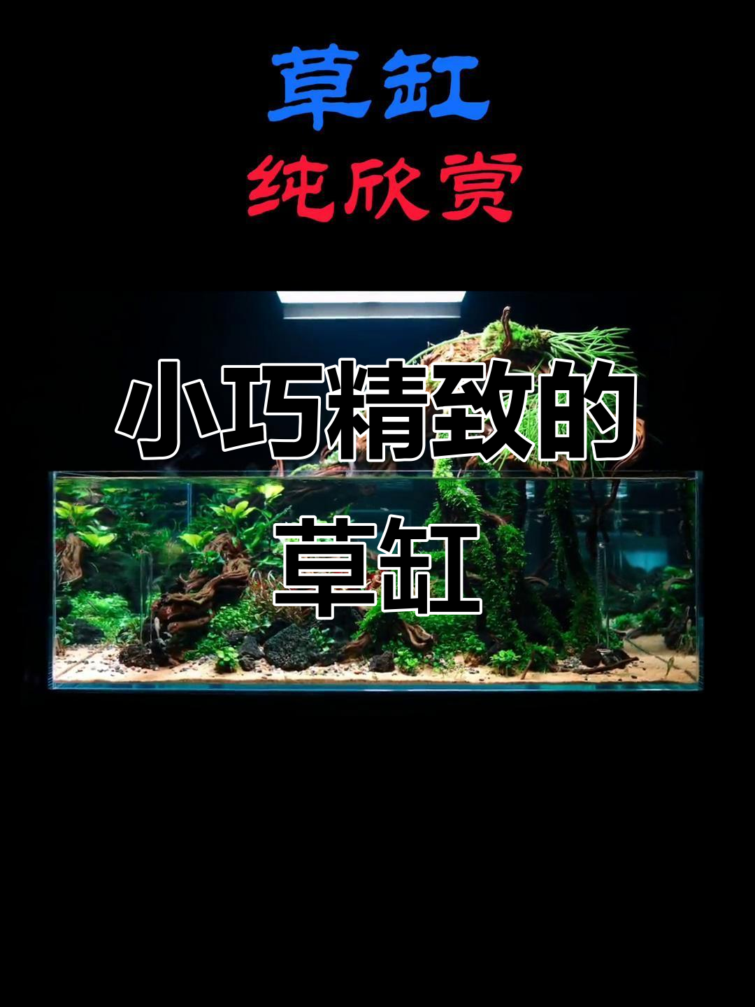 90厘米草缸造景,独特过滤系统揭秘