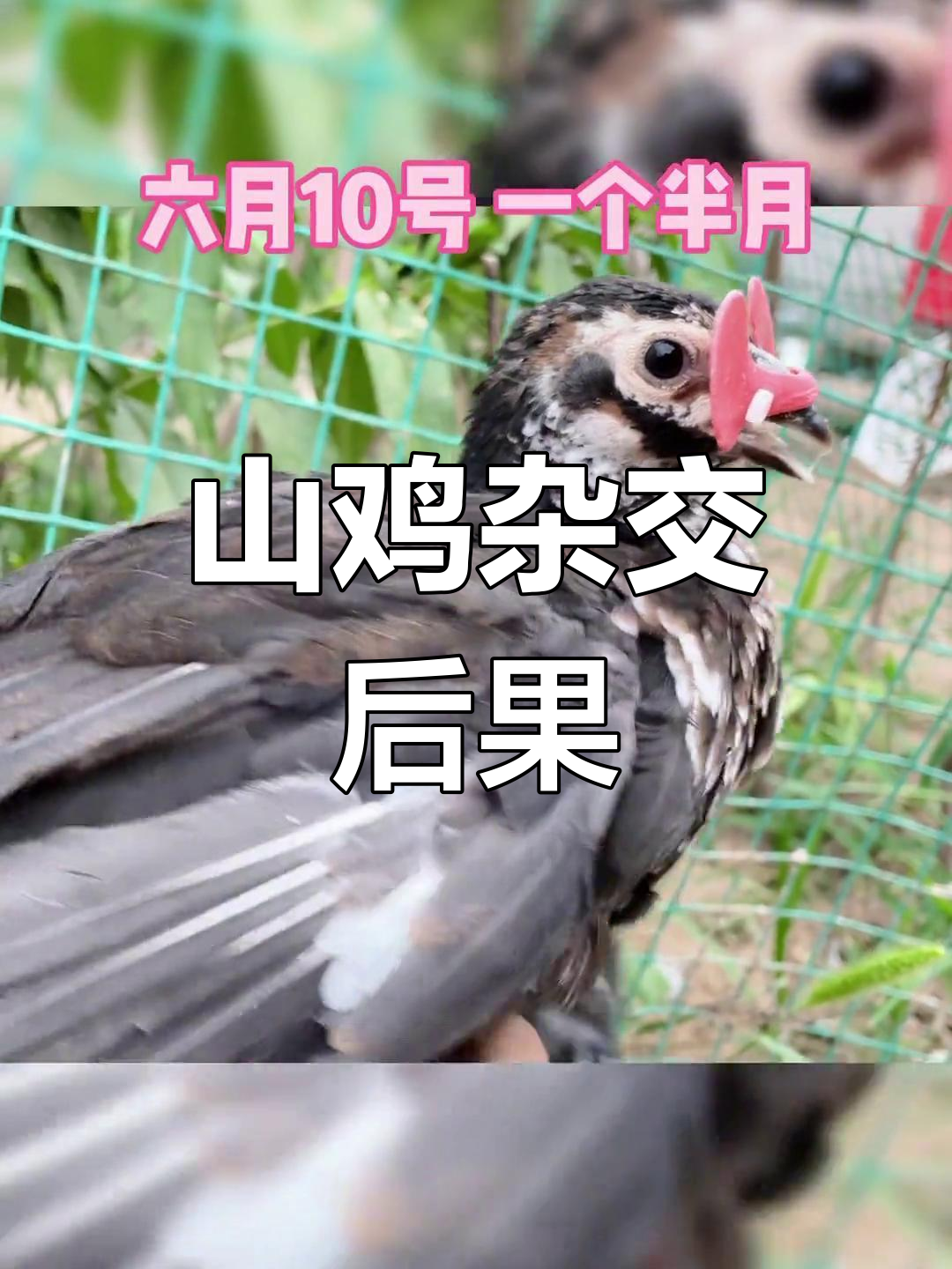 绿山鸡与老母鸡杂交,后代减少一只