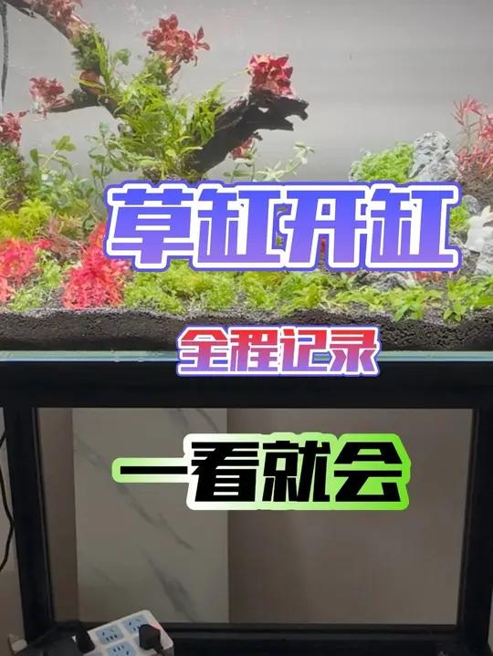 60二氧化碳草缸造景,应粉丝要求全程记录!新手照着做就行!