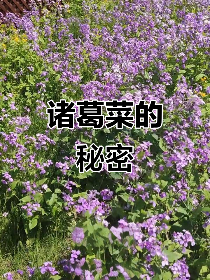 诸葛菜:诸葛亮发现的神奇野菜,竟是十字花科植物