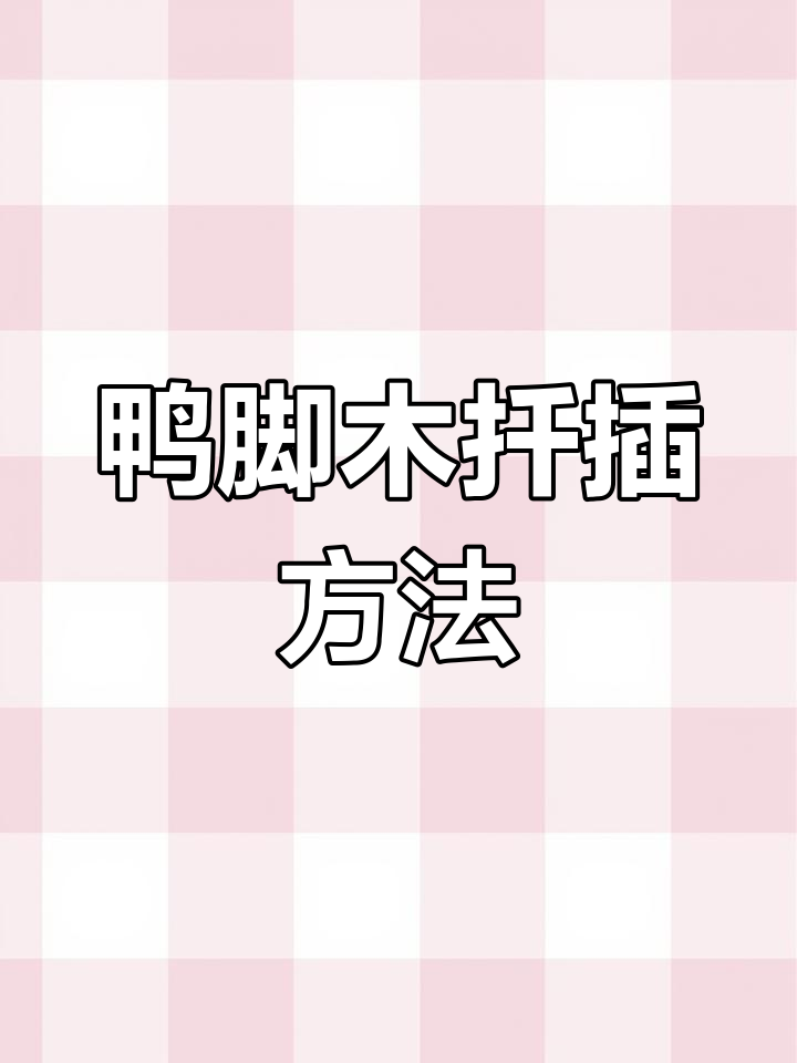 鸭脚木扦插技巧,轻松提高成活率