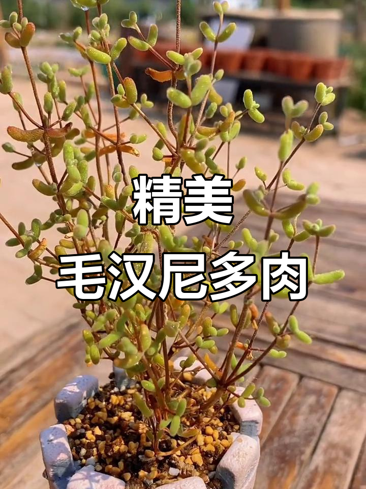 毛汉尼多肉植物,番杏科精品展示