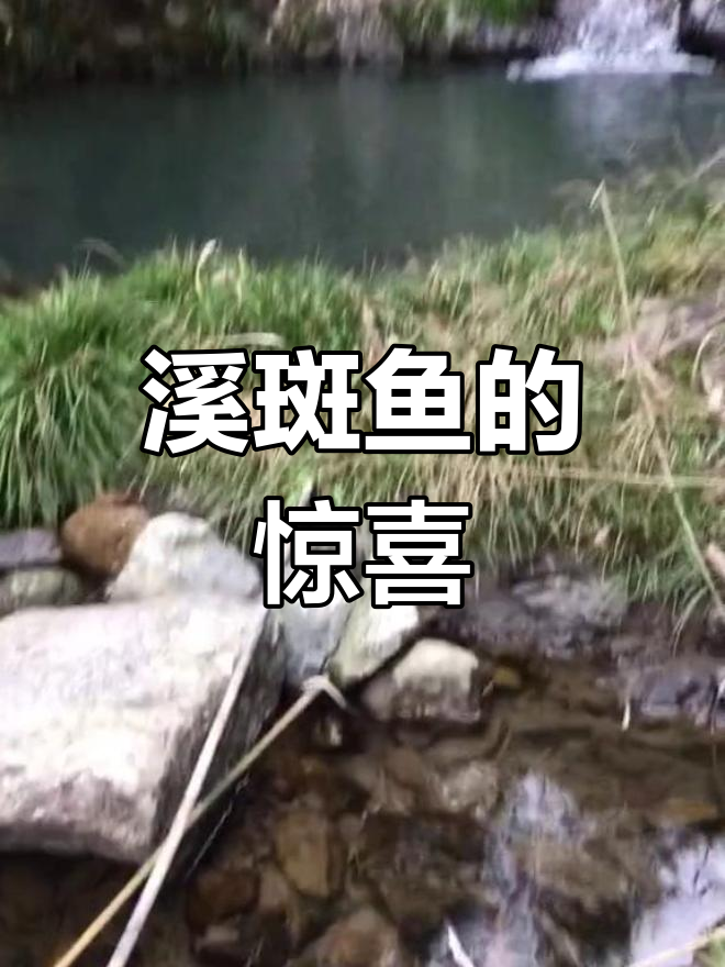 今天捕获3斤溪斑鱼,山野无信号错过精彩,抱歉铁粉们!