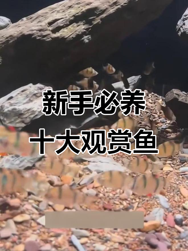 十大最适合新手养的观赏鱼，皮实又美丽