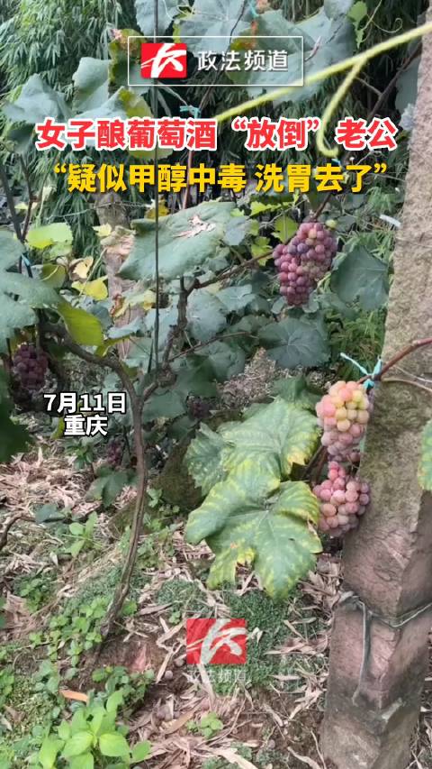「女子自酿葡萄酒致老公甲醇中毒 洗胃去了……」7月11日,重庆。潘女士六月份去葡萄园摘的葡
