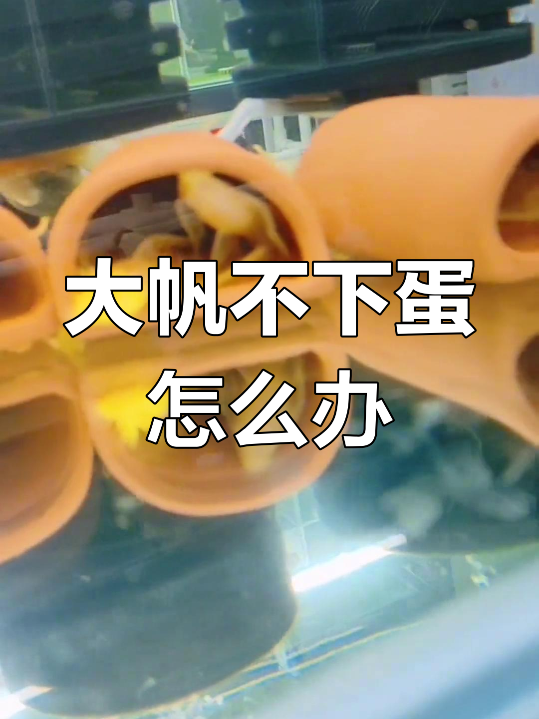 黄金24k大帆鱼,好吃好喝供着就是不生蛋!