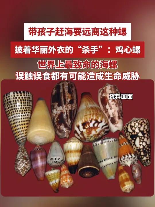 带孩子赶海,一定要远离这种螺,披着华丽外衣的杀手:鸡心螺,世界上最致命的海螺,误触误食都有