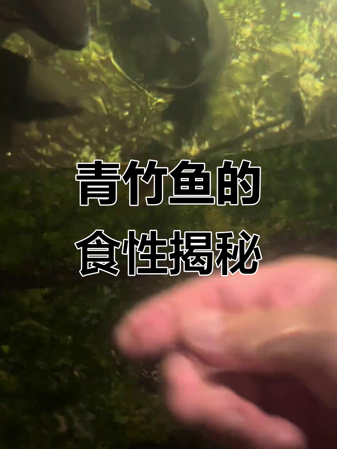 青竹鱼竟然不吃小鱼,偏爱昆虫和蔬菜!