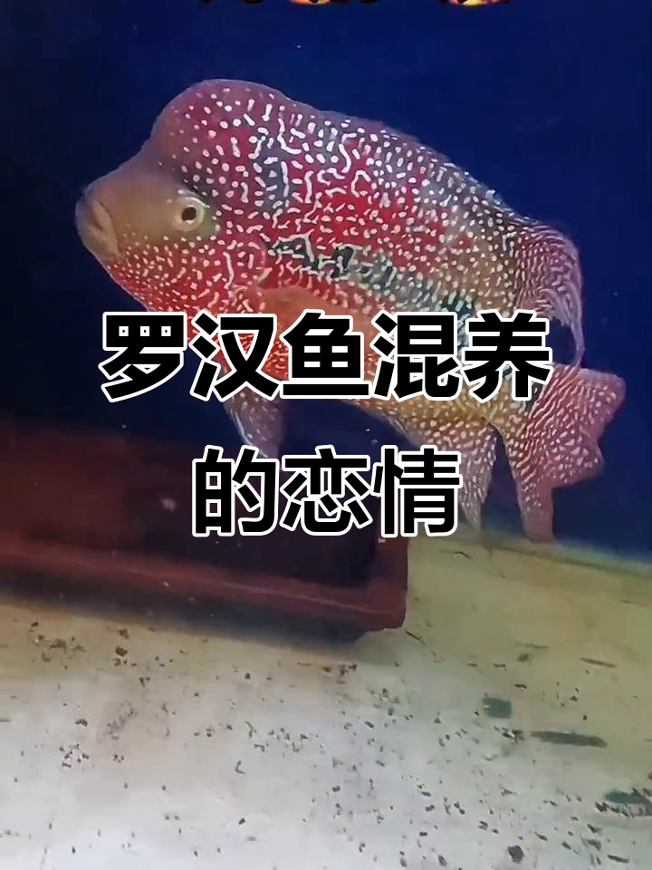 罗汉鱼混养中的爱情故事,你能接受吗?