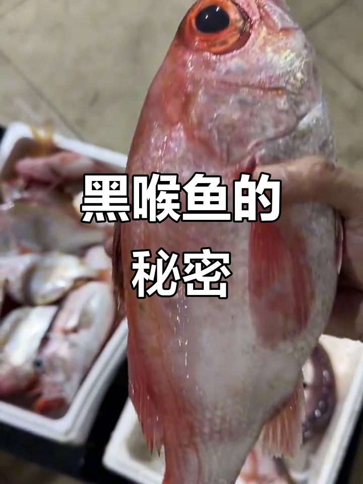 深海黑喉鱼:价格飙升的神秘美味