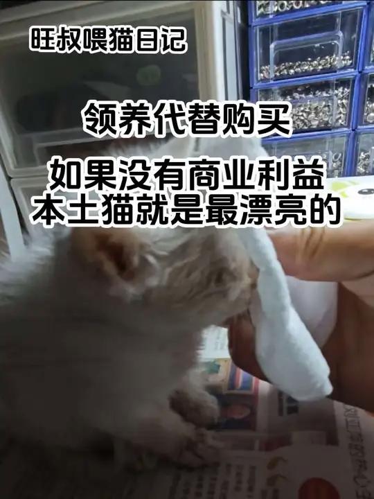 旺叔喂猫日记:领养代替购买,没有商业利益,本土猫就是最漂亮的 又拎了一个小奶猫回家。晚上吃
