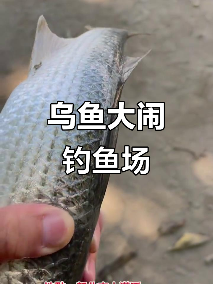 淡水乌鱼成群出没,虾肉引来一场意外惊喜