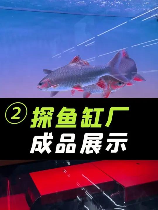 探访鱼缸厂家,第二集,成品缸展示,龙缸、溪流缸!
