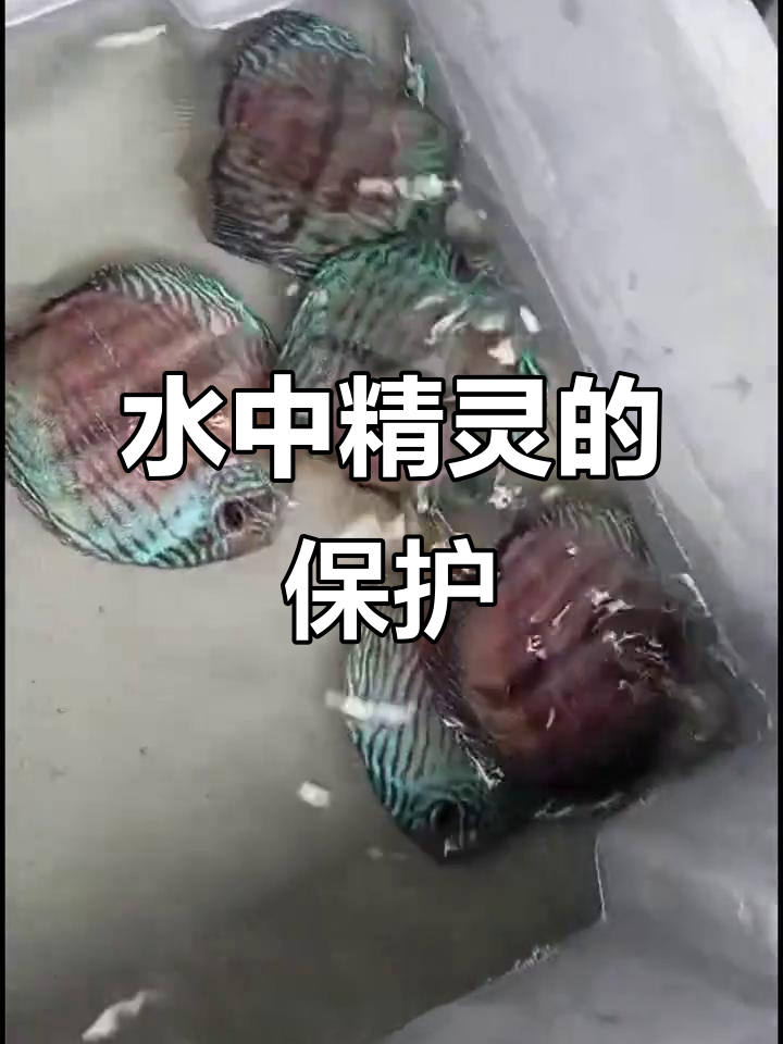 亚马逊雨林的七彩神仙鱼,美丽与生存的双重挑战