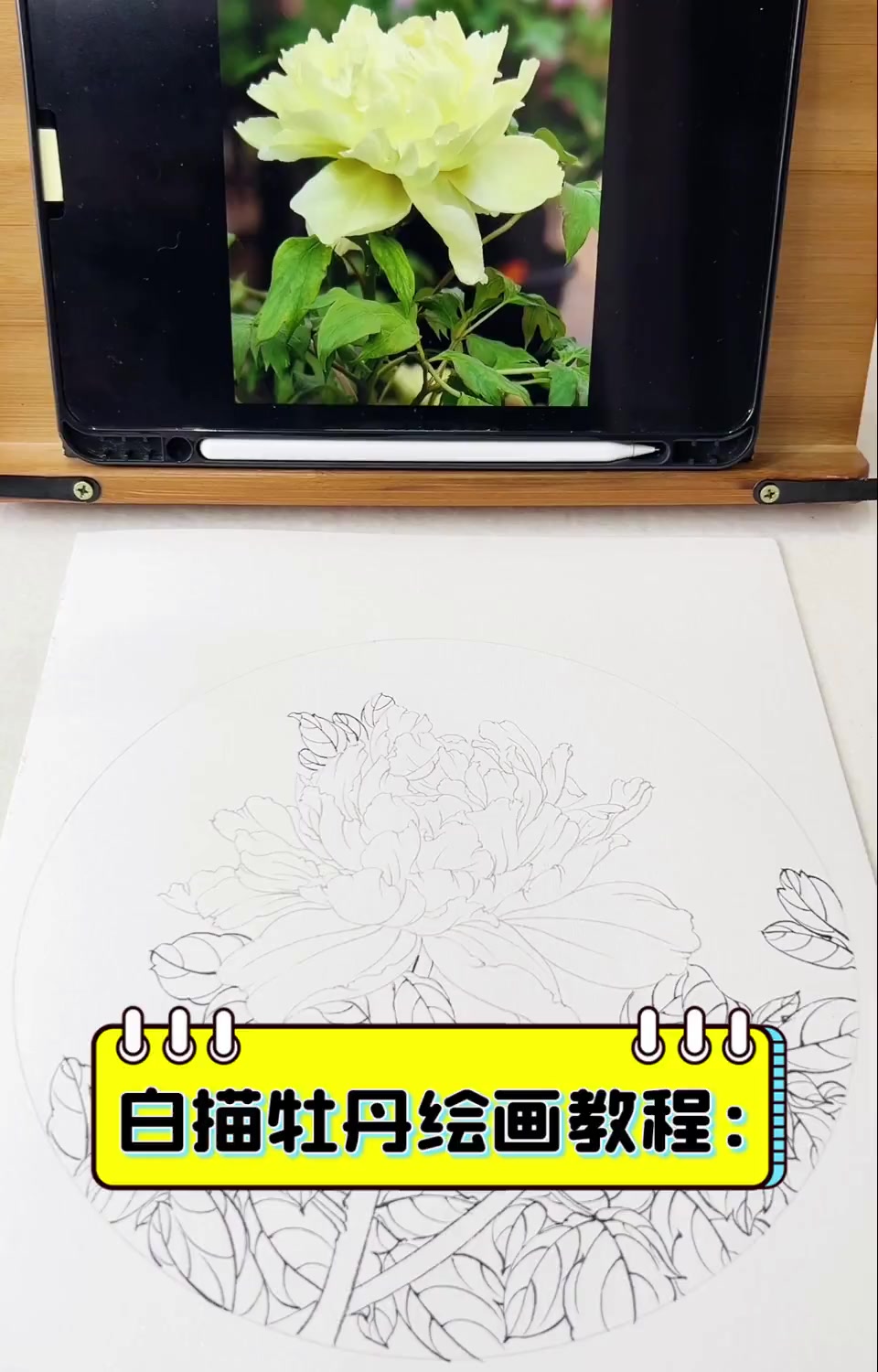 白描牡丹绘画教程
