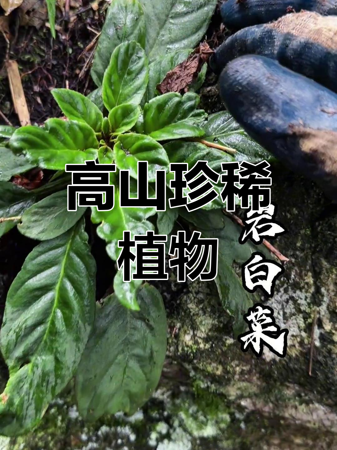 岩白菜藏匿高山,厚叶老辈常采,珍贵又少见