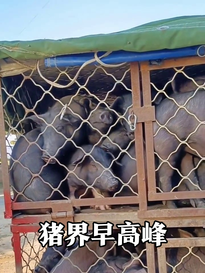 猪界早高峰现场:黑猪棕猪挤成肉饼,有人掀帘秒变“到站下车”