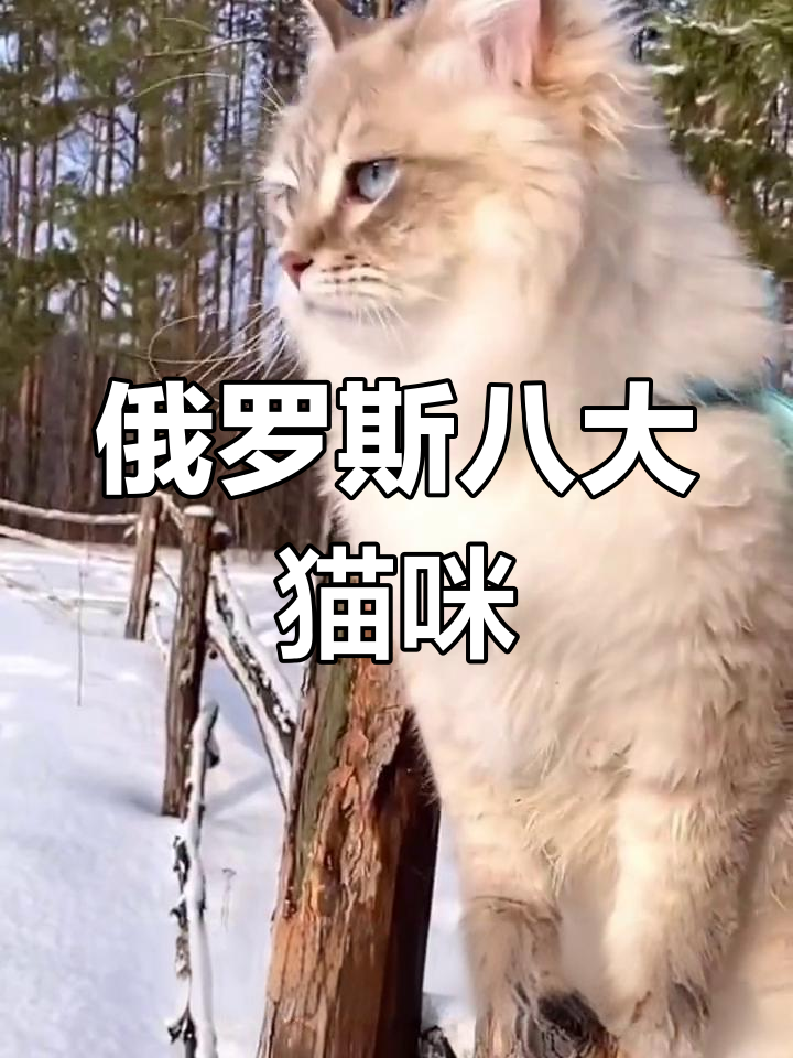 俄罗斯八种独特猫品种,你了解吗?