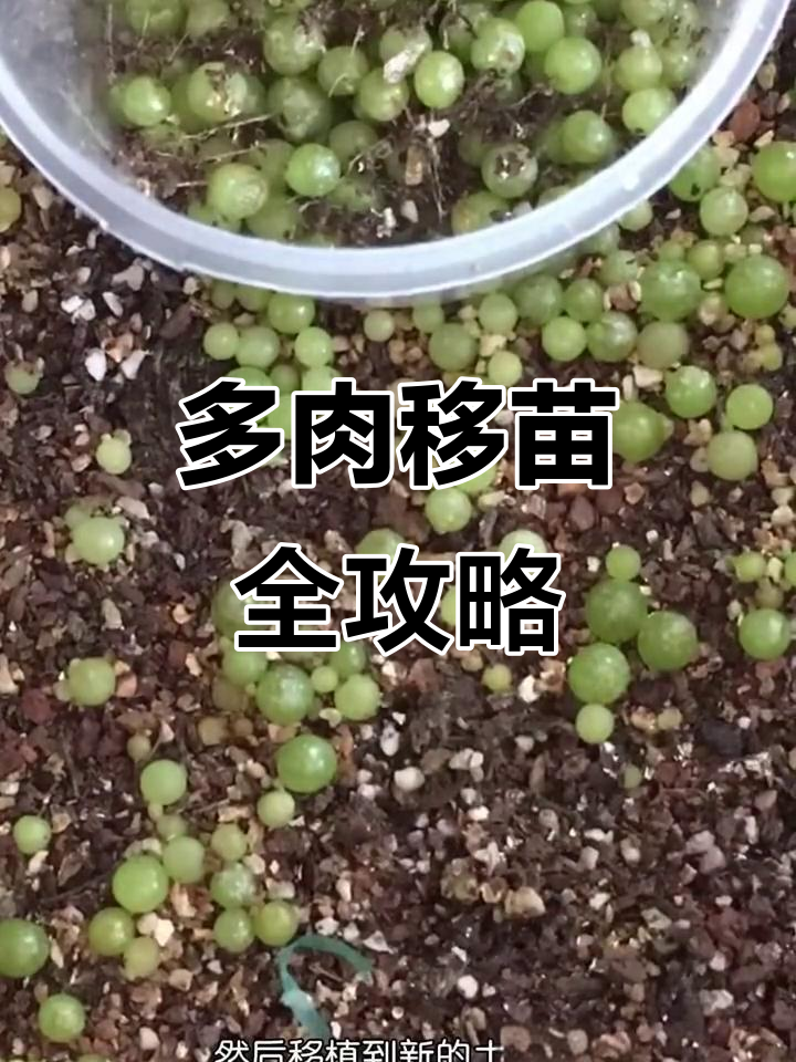 多肉移苗技巧大揭秘,如何让小灯泡茁壮成长