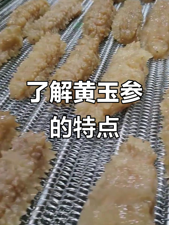 黄玉参:热带海参之王,品质与口感双佳