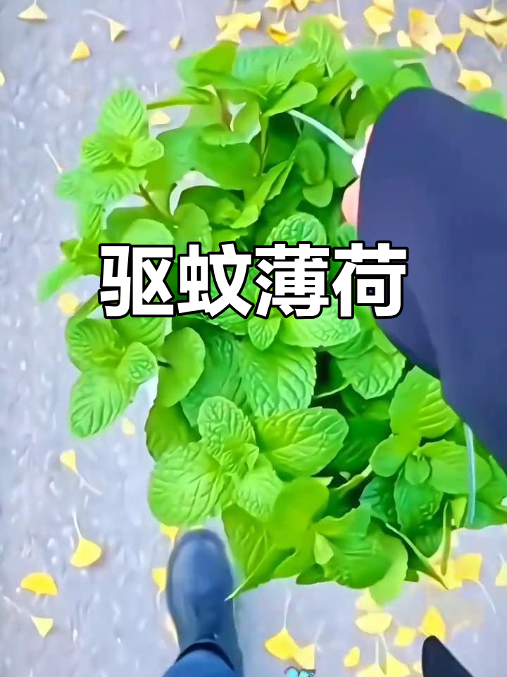 驱蚊薄荷,易种多年生,清新香气,摘叶泡茶也能防虫