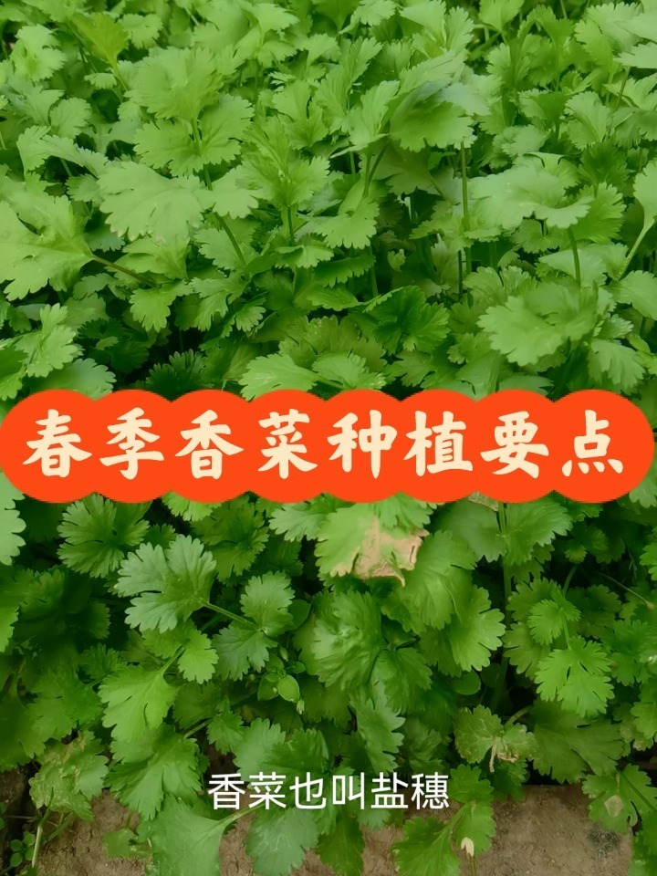 香菜春季种植要点