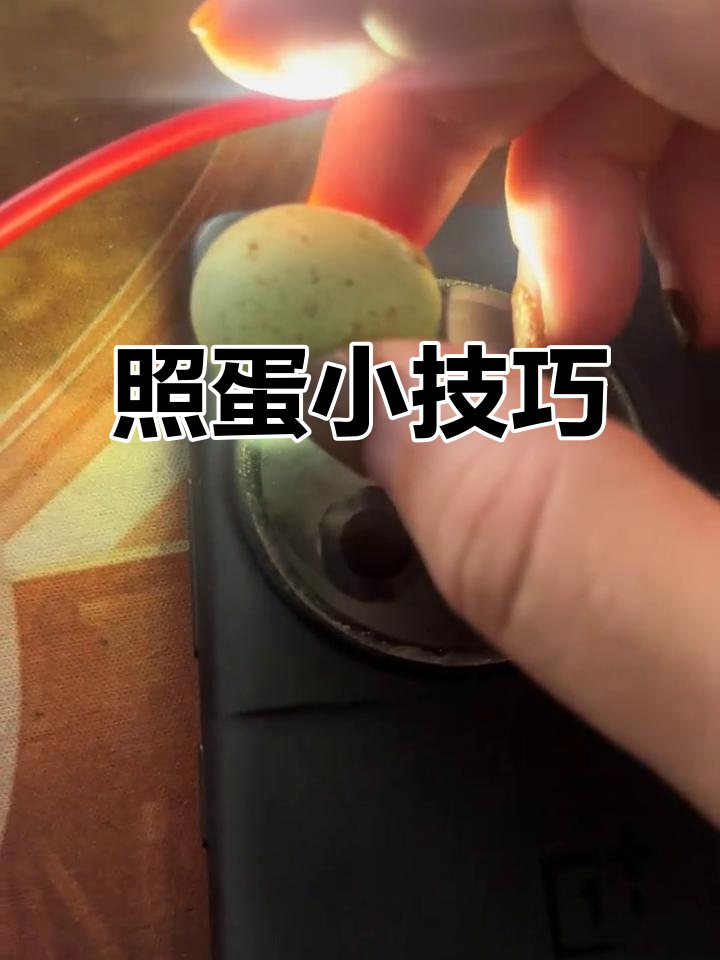 没有照蛋器?试试不同角度,手机灯光也能看透芦丁鸡蛋