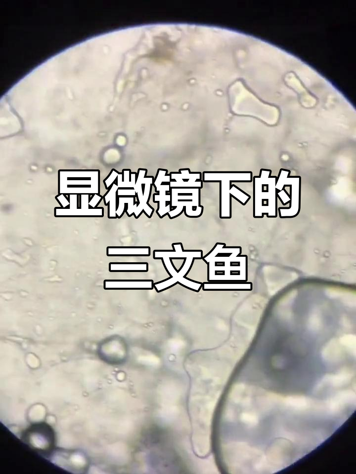 三文鱼可能藏寄生虫?显微镜下揭秘真相