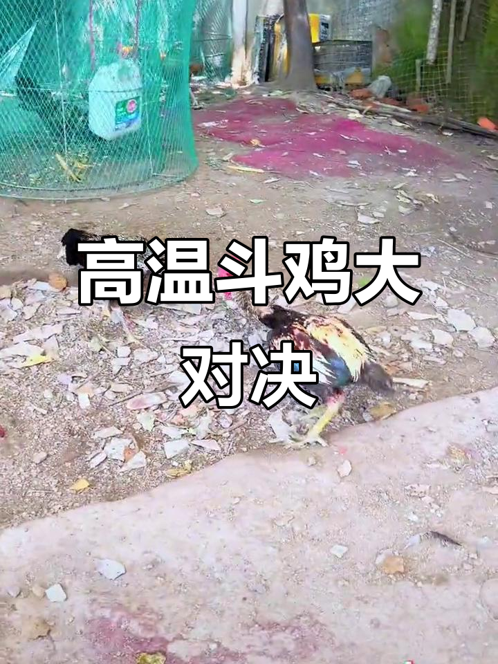 暴力美学!高温下的斗鸡激战,劲爆场面不容错过