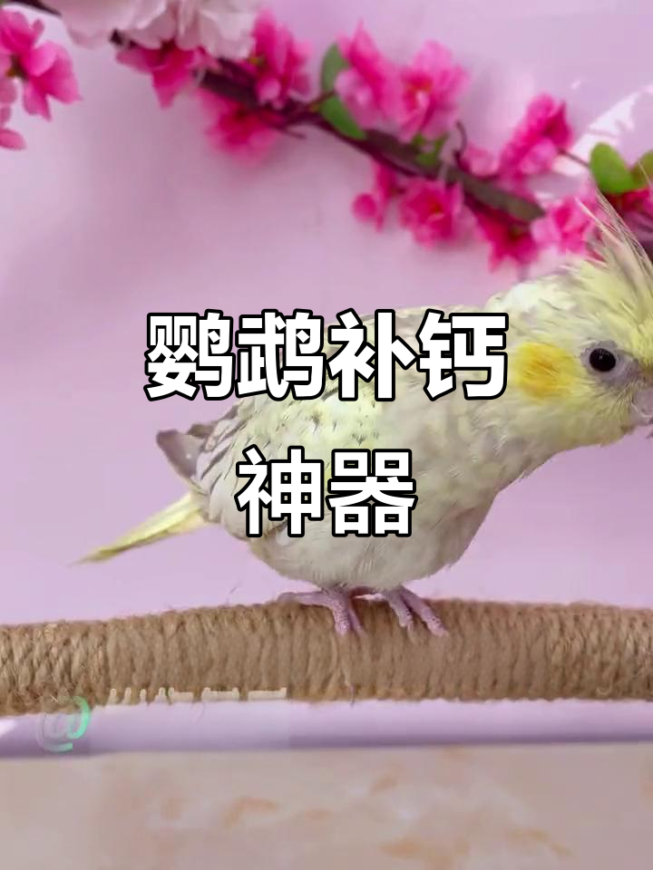 鹦鹉补钙小妙招，墨鱼骨粉让它们更健康