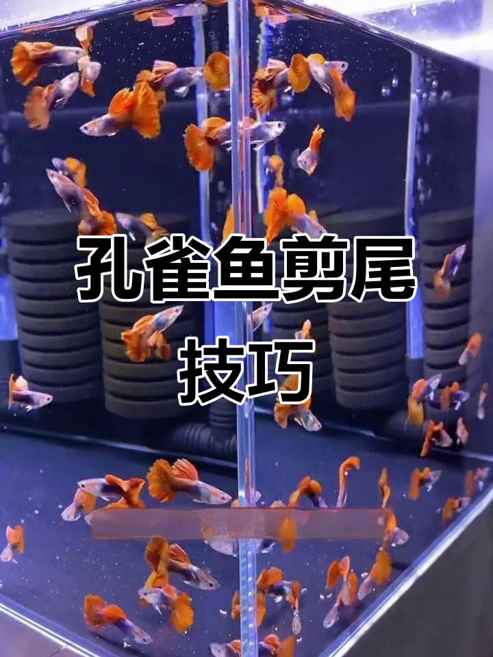 给孔雀鱼剪尾的详细步骤,简单又安全