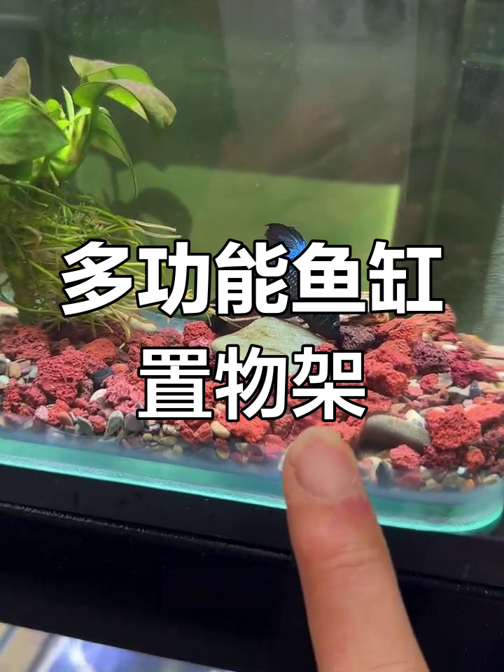 鱼缸架子选对承重,周转箱过滤轻松搞定