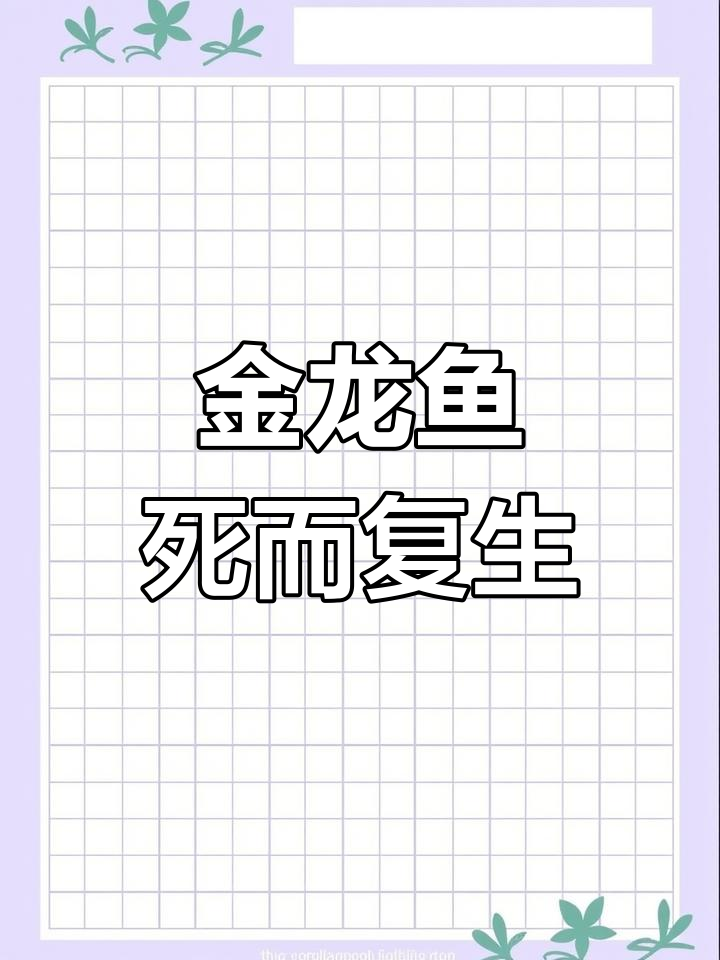 鱼干复活?非洲金龙鱼的神奇恢复力