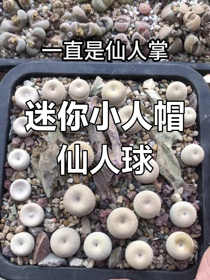 小人帽子:仙人掌中的珍稀品种,夏季盛开惊艳四方