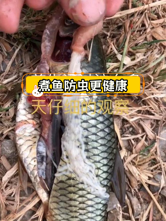 高温能杀死草鱼寄生虫,吃得更放心