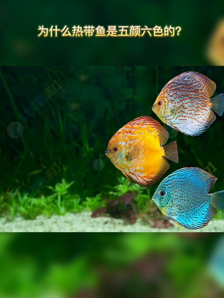 为什么热带鱼是五颜六色的?