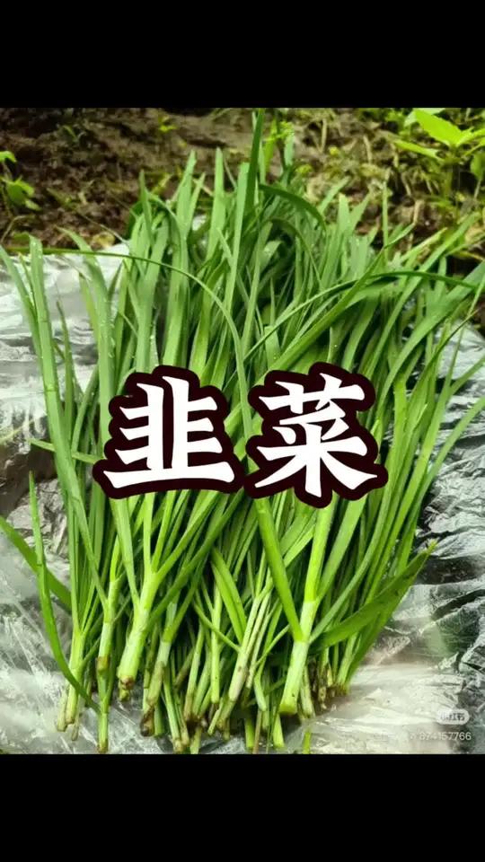 韭菜 韭菜又名起阳草!
