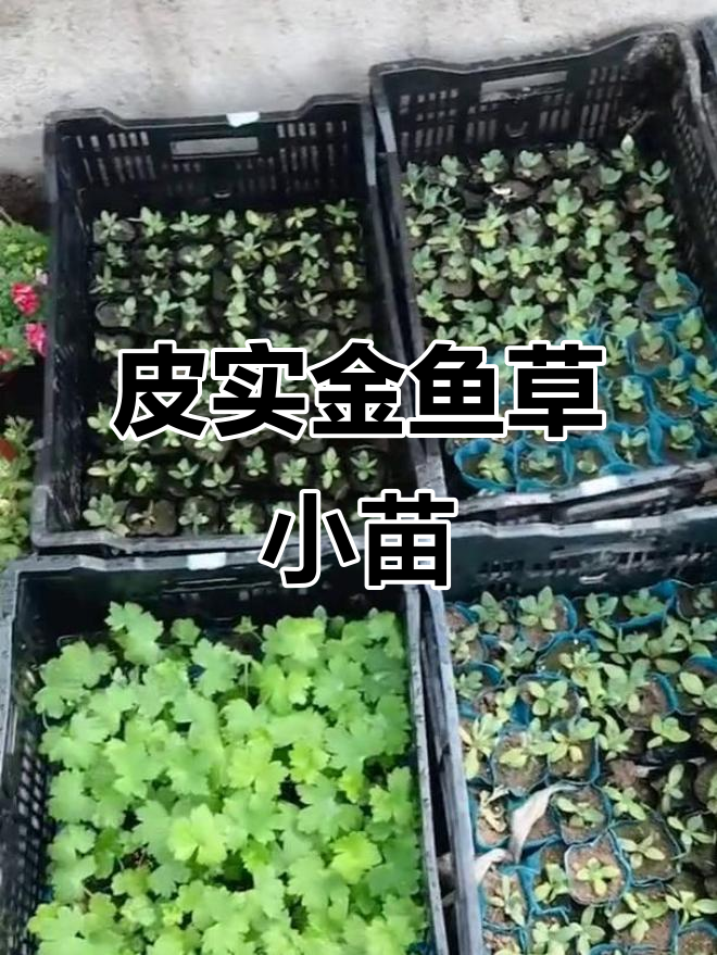 金鱼草小苗超耐养,红色黄色都有!