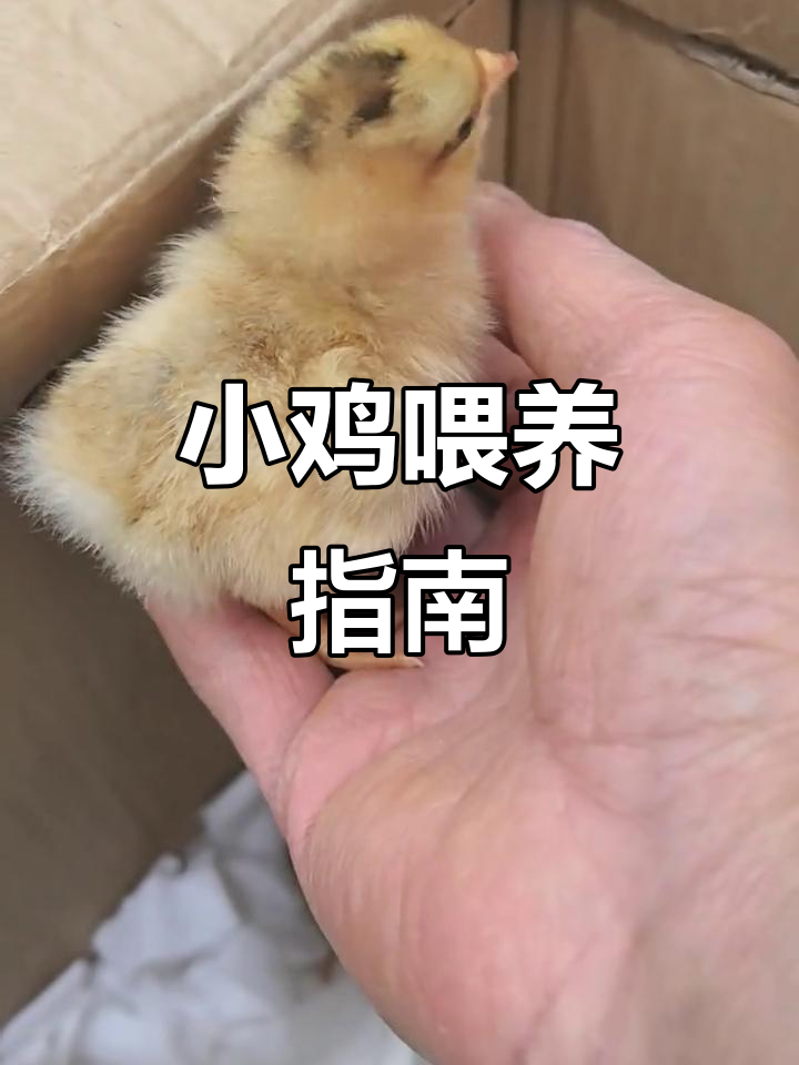 小鸡出壳后24小时开始喂食,先补充葡萄糖再给饲料
