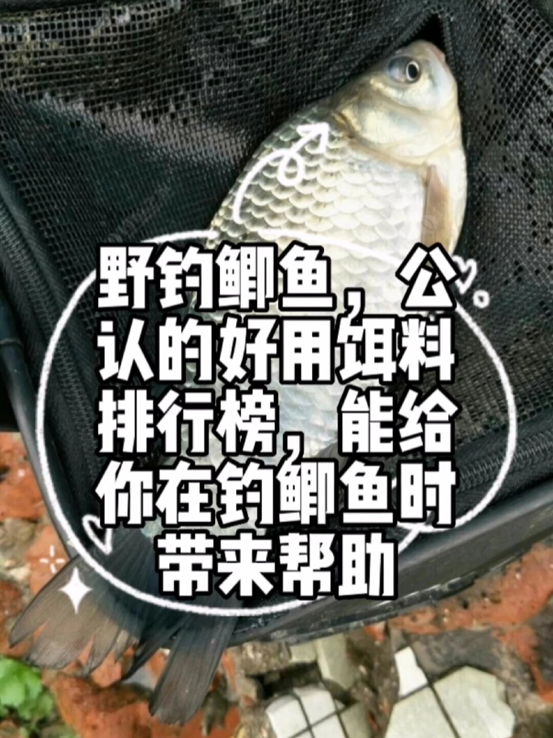 野钓鲫鱼,公认的好用饵料排行榜!