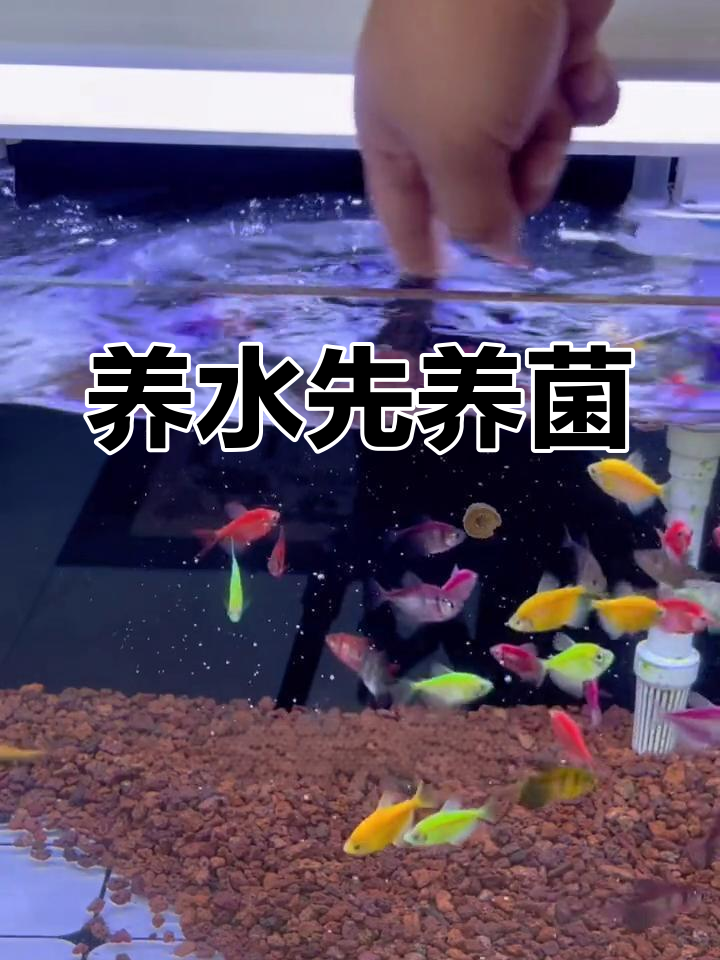 鱼缸水质改善的关键:培养硝化细菌,让水更清新