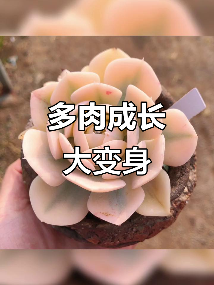鲁氏锦从薄粉到盛开的蜕变,见证多肉成长的奇迹
