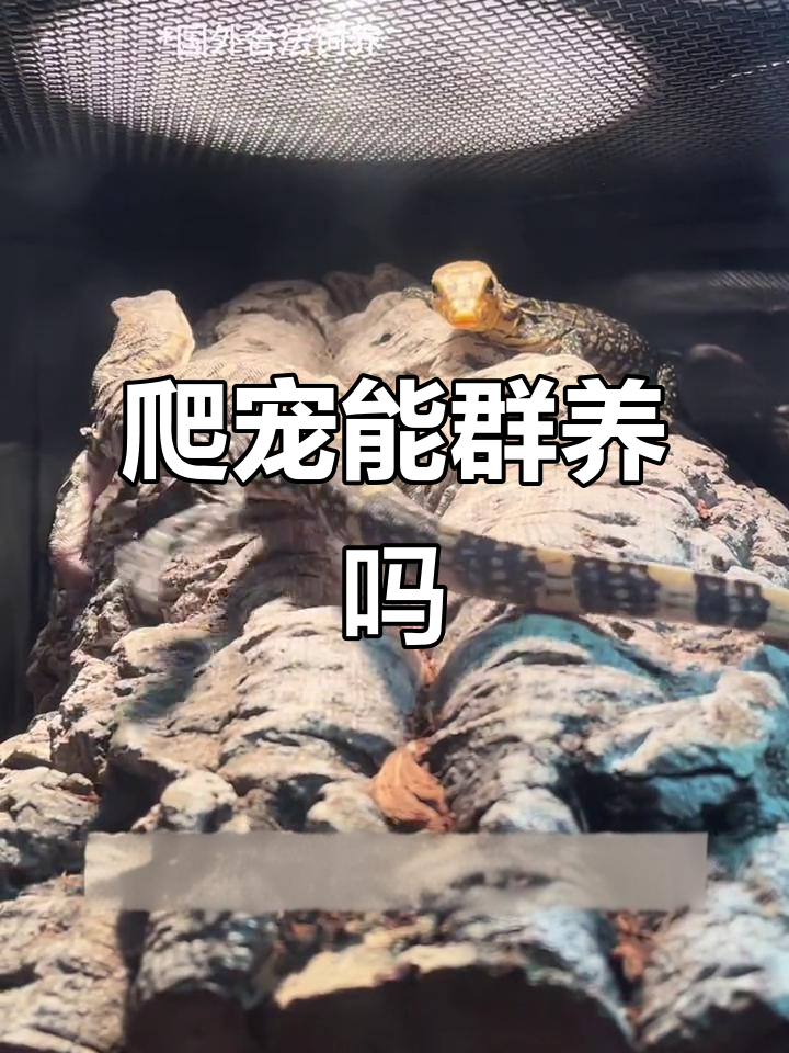 爬虫群养问题解析:智商高低决定能否共处
