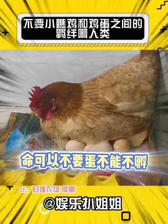 可恶,不要小瞧鸡和鸡蛋之间的羁绊啊人类!
