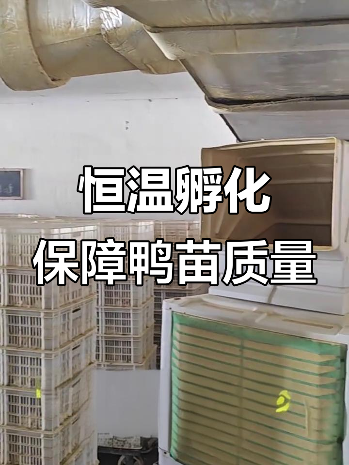 炎热天气如何确保鸭苗健康?孵化场恒温空调全覆盖