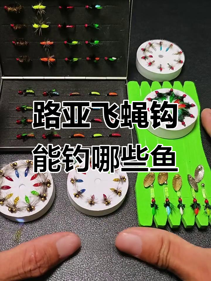 飞鹰钩钓什么鱼?路亚微目鱼类全解析